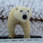 Witnessing Polar Bears Online: An Unforgettable Arctic Experience