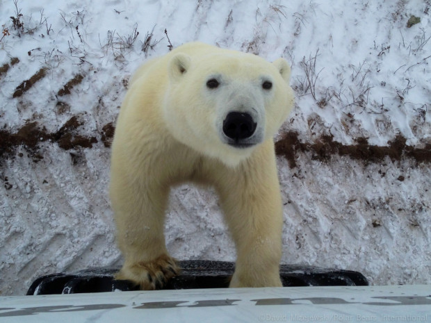 Witnessing Polar Bears Online: An Unforgettable Arctic Experience