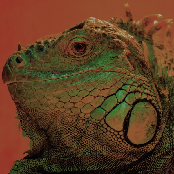 An image with dull and washed-out colors, lacking vibrancy and contrast